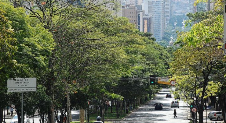 Arborização Urbana
