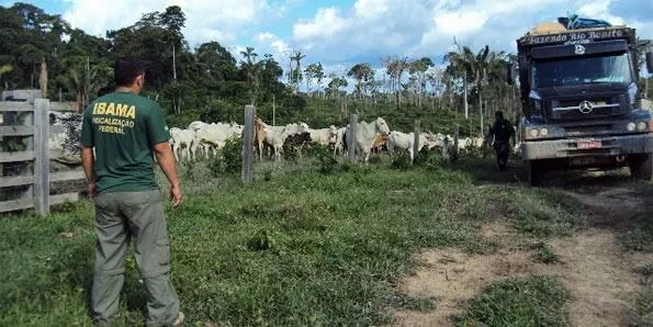 IBAMA EMBARGA 221 FAZENDAS